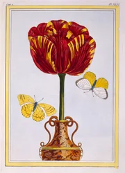 Tulpe 